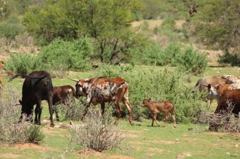 assets/userfiles/bilder/blog/2020-03-Suedafrika-Namibia/ac1819d7-4530-4079-986d-b34d9970af42.JPG